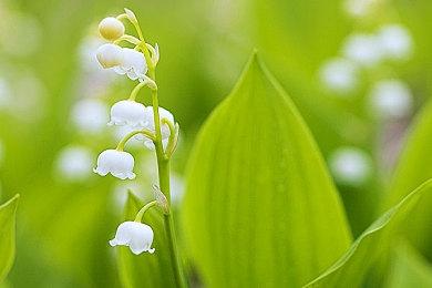 《刺客信条：影》战斗视频及介绍 两位主角各具特色